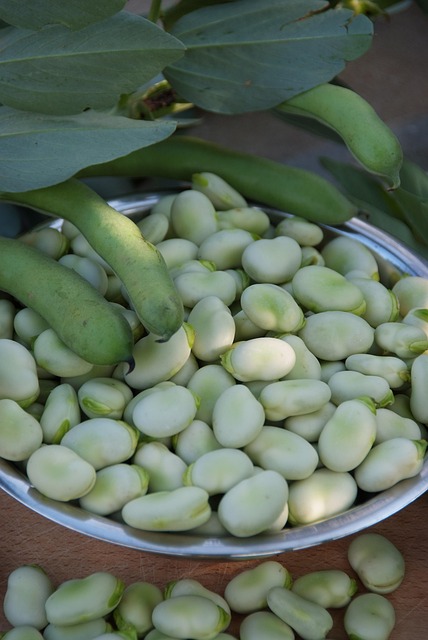 broad bean, pod, green, seeds, fresh, leaf, broad bean, broad bean, broad bean, broad bean, broad bean