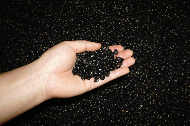 Close-up of a hand holding a handful of black beans against a dark, textured background.