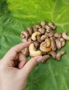 A hand holding a cashew nut over a pile of cashews on a green leaf, close-up shot.