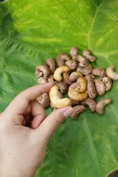 pexels photo 35437795 35437795 A hand holding a cashew nut over a pile of cashews on a green leaf, close-up shot.